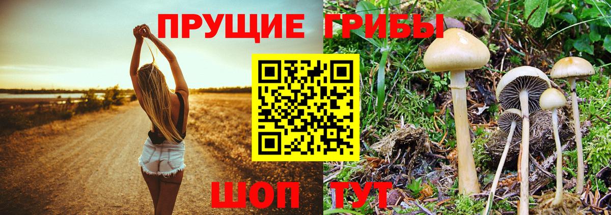 Псилоцибиновые грибы Psilocybine cubensis Нижневартовск